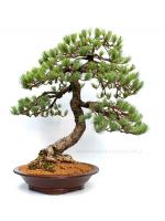 Pinus parviflora, moyogi - 60cm-es bonsai