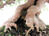 Rhododendron indicum 'Kaho', moyogi - 35cm-es bonsai