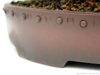 Rhododendron indicum 'Kaho', moyogi - 35cm-es bonsai