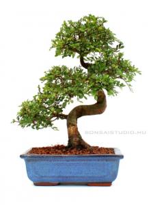 Ulmus parvifolia- Kínai szil  20S (20 cm-es tálban)