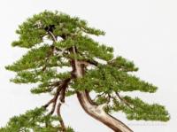 Taxus cuspidata bonsai