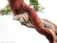 Juniperus chinensis  ' Itoigawa ' bunjin bonsai }