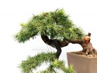 Larix decidua kaszkád bonsai}