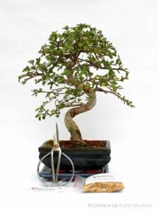 Bonsai ajándék csomag 27.