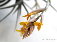 Tillandsia ixioides