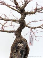 Acer palmatum - Japán juhar bonsai sekijoju stílusban