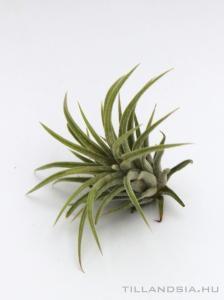 Tillandsia ionantha kicsi - kötözetlen
