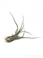 Tillandsia caput-medusae XL - kötözetlen
