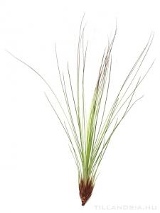 Tillandsia juncifolia - kötözetlen