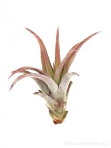 Tillandsia capitata - kötözetlen