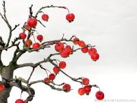 Malus halliana bonsai mázas  japán bonsai tálban 02.}