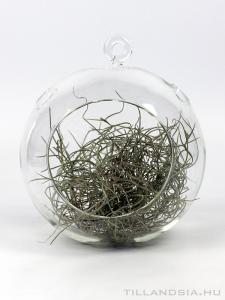 Air plant 05. - Tillandsia usneoides