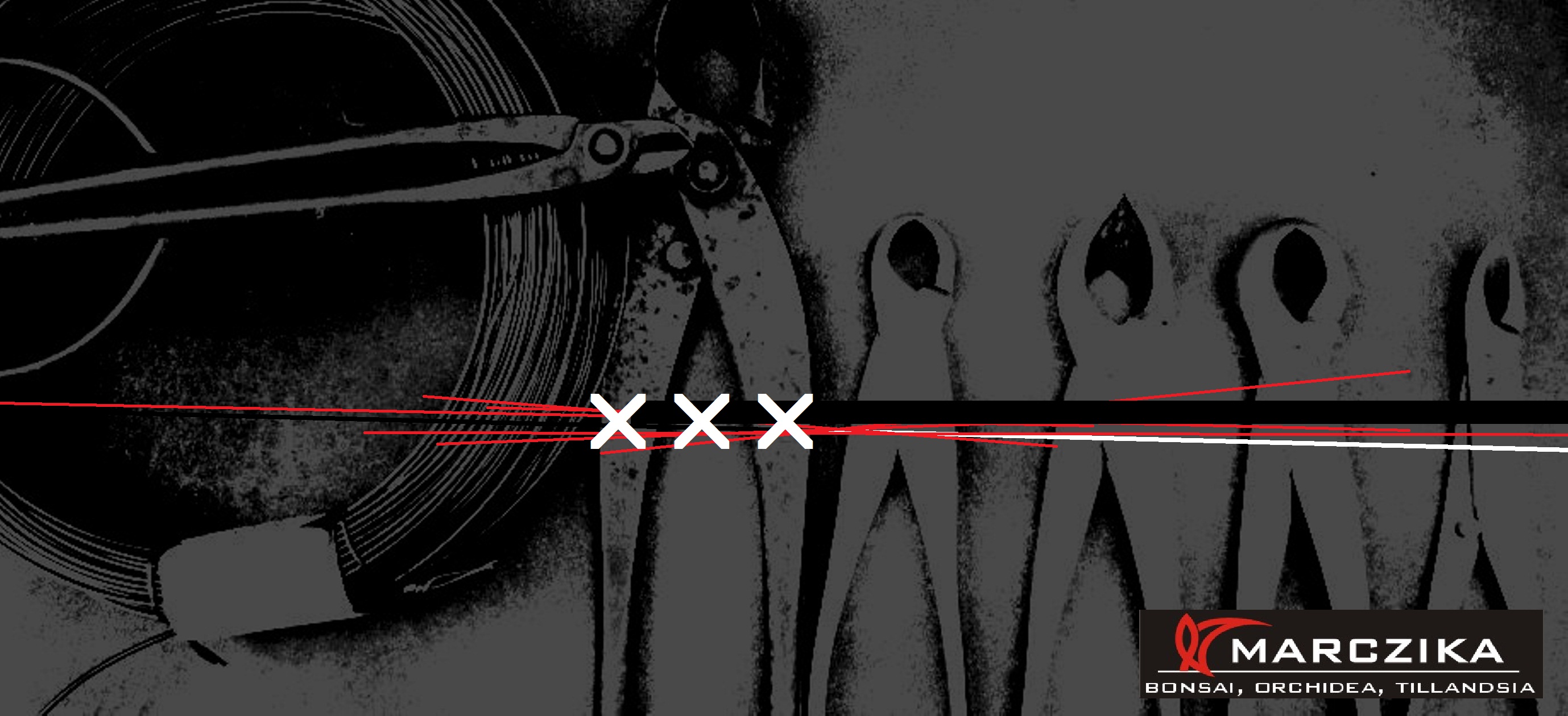 bonsai szerszamok es bonsai kiegeszitok egy shohin bonsai atultetese